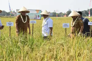 Hadapi El Nino, Pemprov Jabar Terapkan Teknologi Smart Agriculture Bagi Petani Cirebon