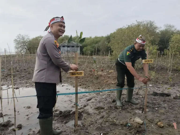 Peduli Penghijauan Sejak Dini, Polres Cirebon Kota Tanam Ribuan Mangrove di Pantai Kejawanan