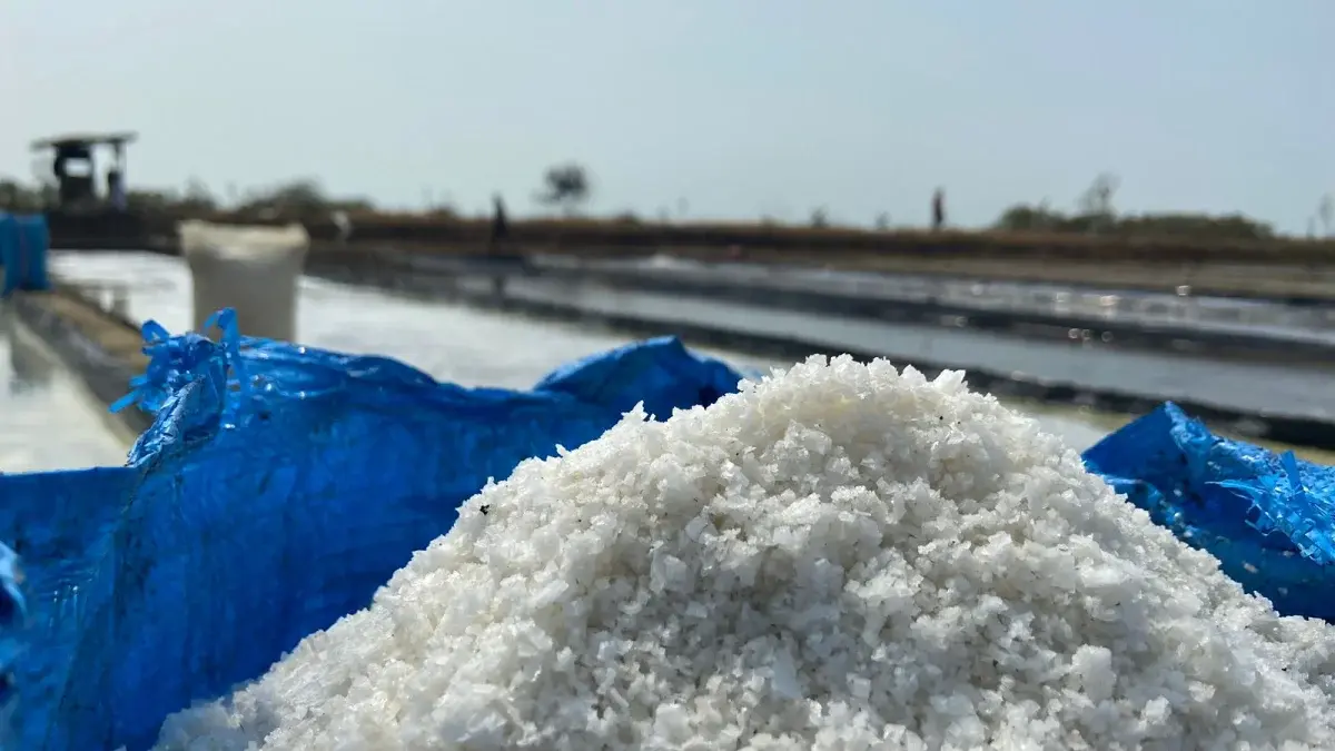 Petambak Garam di Cirebon Hadapi Krisis Harga di Tengah Panen Raya