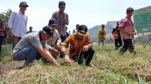 Pemkab Cirebon Uji Coba Metode Baru Produksi Bawang Merah, Capai 20 Ton per Hektare