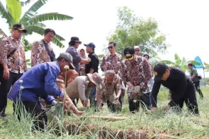 Optimalisasi Pertanian, Pemkab Cirebon Bentuk BUMD Pangan