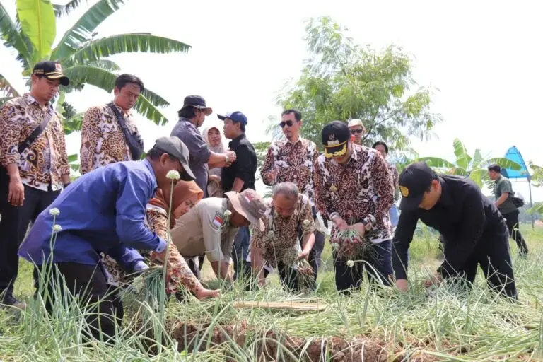 Optimalisasi Pertanian, Pemkab Cirebon Bentuk BUMD Pangan
