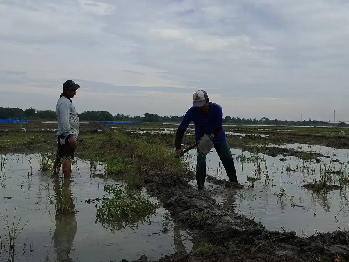 Dukungan Pemerintah Dinanti untuk Wujudkan Swasembada Pangan di Kabupaten Cirebon