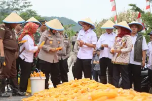 Lahan 1,5 Hektare di Cirebon Hasilkan 9 Ton Jagung, Kapolresta: Ini Motivasi Dukung Program Asta Cita