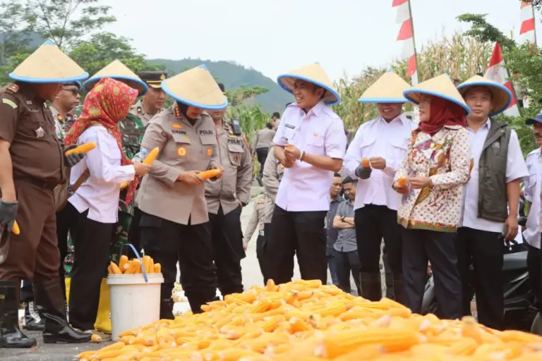Lahan 1,5 Hektare di Cirebon Hasilkan 9 Ton Jagung, Kapolresta: Ini Motivasi Dukung Program Asta Cita