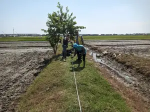 Gagal Panen Bayangi Petani Cirebon Timur, Desak Perbaikan Irigasi dan Solusi Jangka Panjang