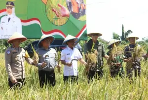 Panen Raya Serentak, Pemkot Cirebon Tegaskan Komitmen Dukung Ketahanan Pangan Nasional