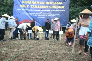 Pemkab Cirebon Tanam Sorghum, Dorong Kemandirian Pangan Nasional
