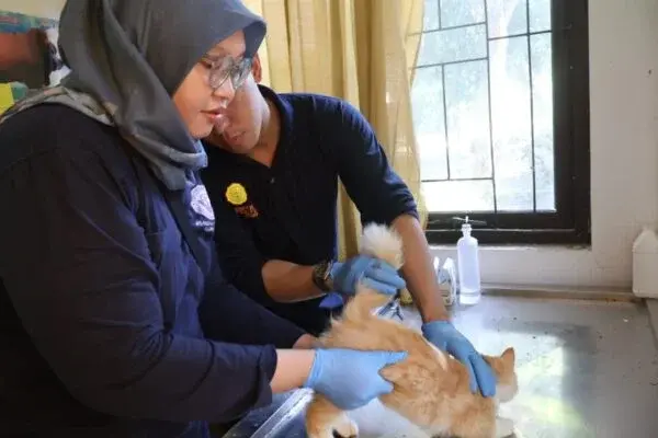 Kabupaten Cirebon Jaga Status Bebas Rabies Lewat Vaksinasi Massal
