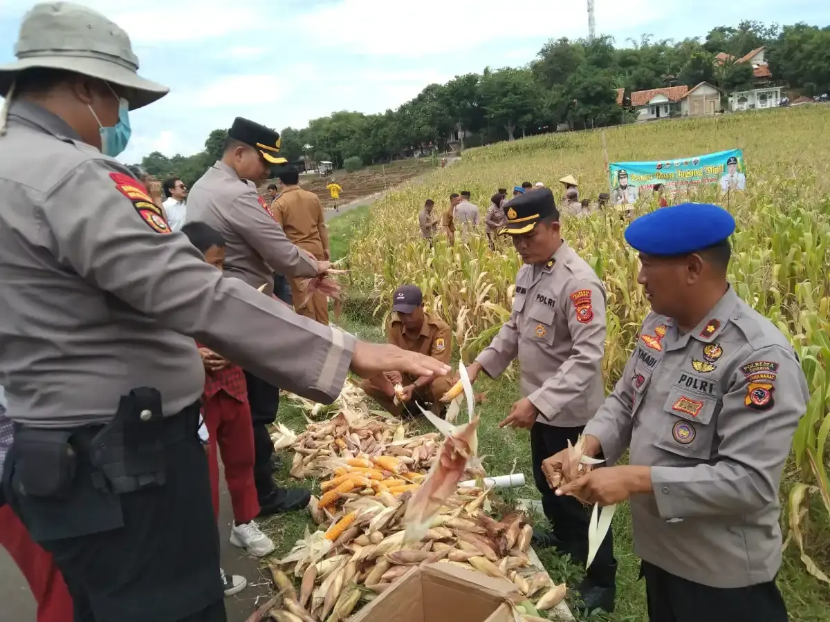 Program Pangan Polresta Cirebon Capai 1.980 Ton Jagung Sepanjang 2025
