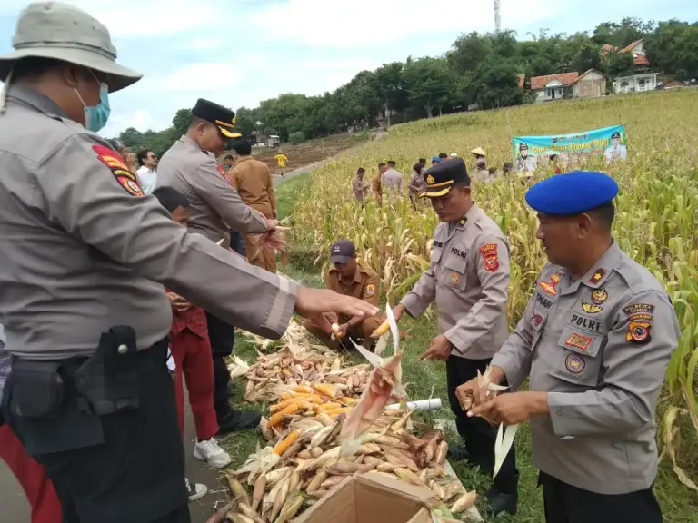 Program Pangan Polresta Cirebon Capai 1.980 Ton Jagung Sepanjang 2025
