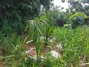 Sawit di Perbukitan Cigobang Jadi Perhatian Serius Pemkab Cirebon