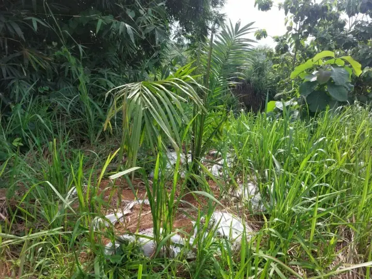 Sawit di Perbukitan Cigobang Jadi Perhatian Serius Pemkab Cirebon