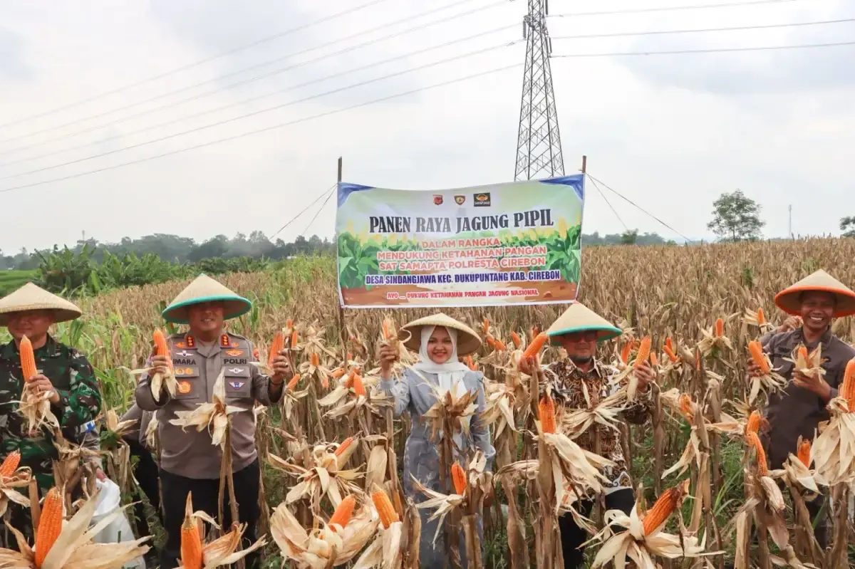Panen Raya Jagung Serentak, Polresta Cirebon Sumbang 3 Ton