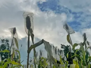Panen Sorgum di Plumbon, Pemkab Cirebon Dorong Komoditas Tahan Kekeringan